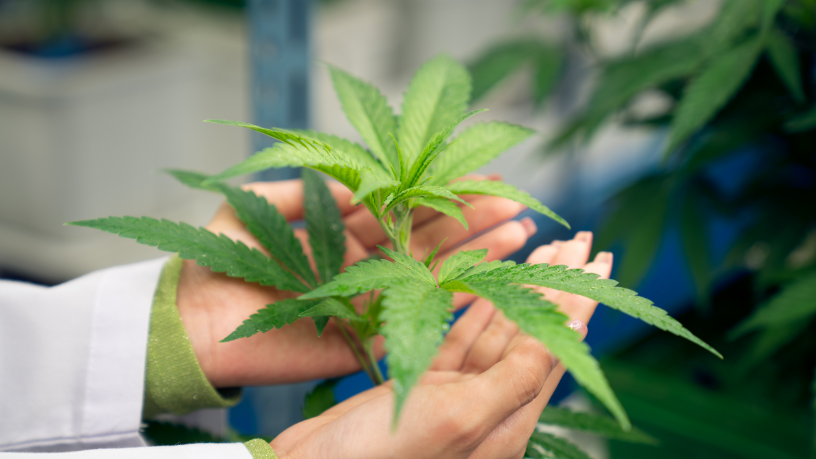 Os benefícios da Cannabis no controle da Síndrome de Tourette são evidenciados por Ciro Antônio Taques.